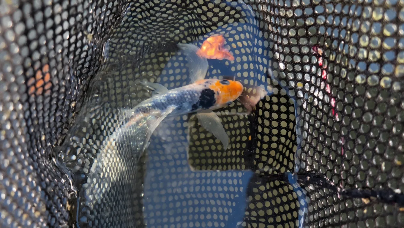 Hand-raised koi fish available in Seymour CT